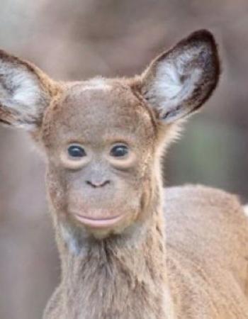 Айлон Масков